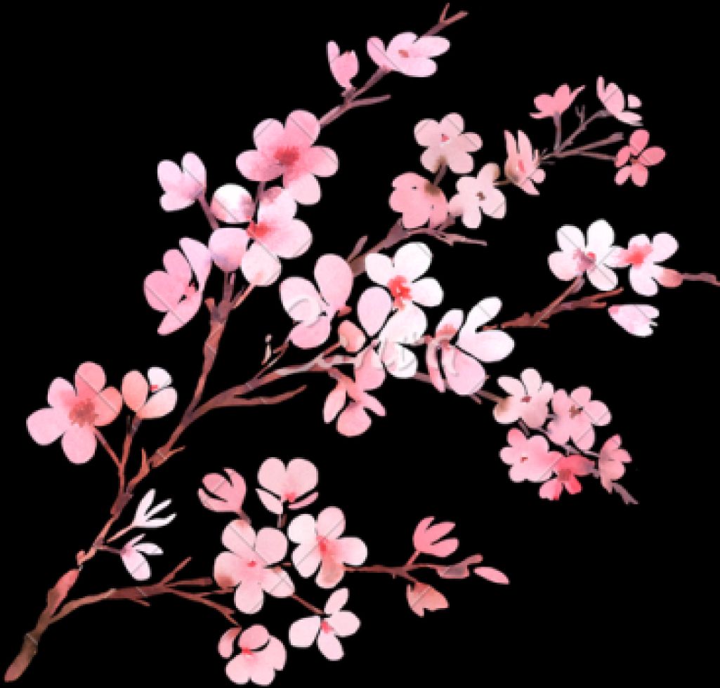 Cherry Blossom Clipart